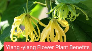 Ylang  ylang plant Cananga odorata Benefits [upl. by Naynek]