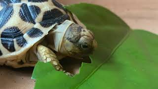 Baby Indian Star Tortoise eating hibiscus leaf [upl. by Endys14]