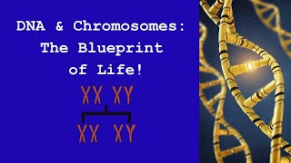 DNA Chromosomes and Inheritance The Blueprint of Life [upl. by Sheya]