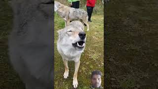 wolf animals Bahraich jile meinbhediyon ka aatank [upl. by Blanchette]