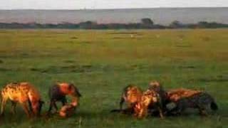 Hyenas eat wildebeest alive PART 2 [upl. by Yahsram91]