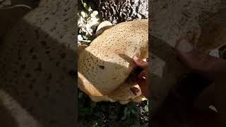 Schuppiger Porling Polyporus squamosus  Wasserspender im Notfall survival pilze mushroom [upl. by Robinia]