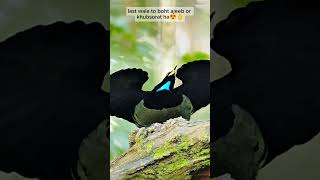 ajeeb o ghareeb harkat karny waly pahardi parindy 😱😍shortvideo [upl. by Enelehs549]