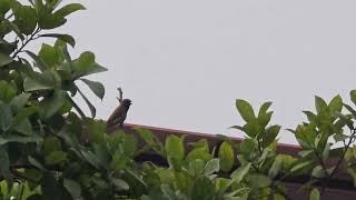 A new visitor on Ficus racemosa [upl. by Henghold]