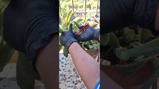 How to prune and propagate ghost plant  succulents tips [upl. by Oilut705]