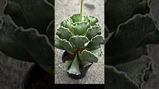 Adromischus Cristatus suculentas [upl. by Ardnod912]