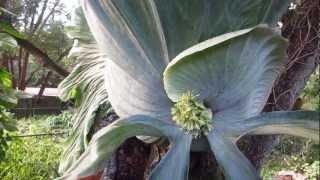 Worlds Largest Staghorn Fern [upl. by Sprung]