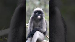 Dusky Leaf Monkey [upl. by Ennovehc269]