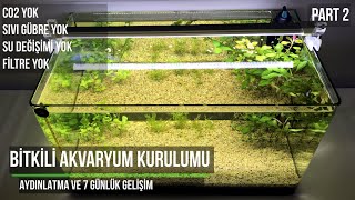 Bitkili Akvaryum Kurulumu  Aydınlatma ve 7 Günlük Gelişim  Part 2 [upl. by Mohammed709]