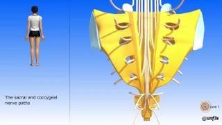 The pelvis sacrum coccyx Sacral and coccygeal nerve paths [upl. by Sharlene219]