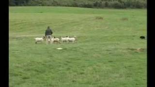 English National Sheepdog Trials 2007  John Wood [upl. by Drake]