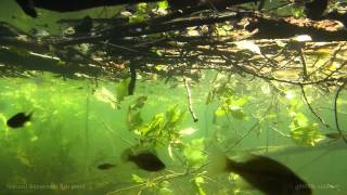 Freshwater Natural Aquarium Fish Pond 1080p [upl. by Ima]