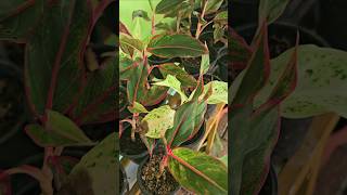 Aglaonema nursery aglaonema nursery gardening plantlovers natureserenity plants [upl. by Luo]