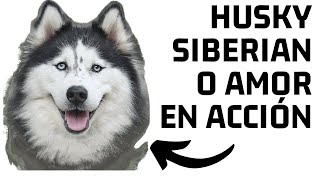 HUSKY SIBERIANOLas razones más importantes que deberias conocer antes de tenerlo [upl. by Arnon933]