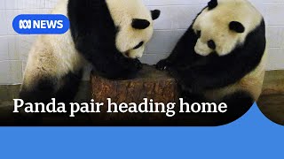 Panda pair heading home to China  ABC News [upl. by Hollie]