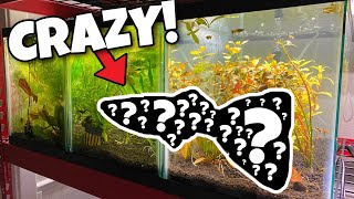 Creating New Color Guppies Guppy Breeding [upl. by Aleakim]