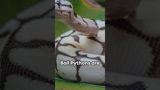 Ultimate Ball Python Care Tips [upl. by Miharba]