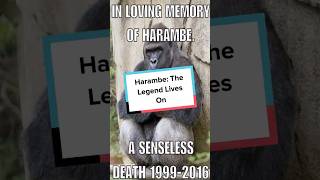 Harambe The Legend Lives On Shorts [upl. by Rennerb]