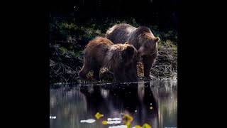 Grizzly 399 Live Stream [upl. by Eceertal664]