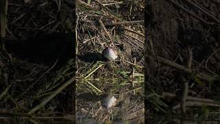 A North American molted Wood Duck just starting to gets its colors back preens on a USA Beaver lodge [upl. by Gnourt]