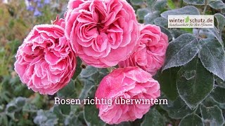 Winterschutz für Rosen Rosen überwintern [upl. by Natascha657]