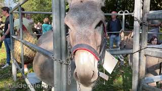 Ernte und Tierschaufest in Drolshagen [upl. by Ettessil]