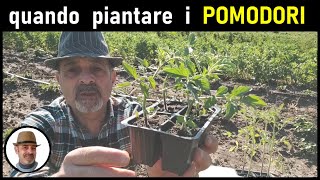 QUANDO PIANTARE I POMODORI in pieno campo [upl. by Nikki]