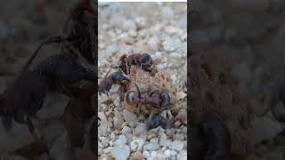 Desert Harvester Ants Found Food [upl. by Gradeigh206]