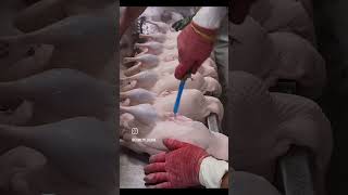 What are they injecting into these carcasses What are you eating chicken poultry turkey ytfeed [upl. by Clawson]