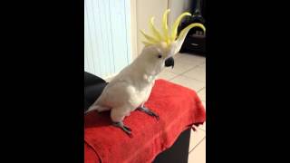 Cockatoo dancing to quotHappyquot by Pharrell Williams [upl. by Ahsirkal]