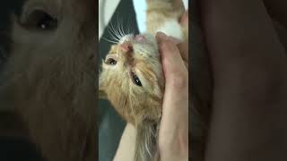 Resue a kitten broken legs cat kitten rescue animals catlover foryou [upl. by Hcurab]