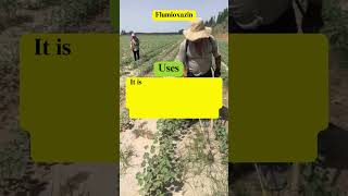 Flumioxazin herbicide for Soybeans peanuts and cotton agriculture [upl. by Aowda]