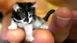 Top 10 SMALLEST Cats In The World 🐱 [upl. by Namor]