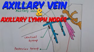 L7  Axillary Vein amp Axillary Lymph Nodes  AXILLA of Upper Limb  1st year Mbbs  humananatomy [upl. by Countess]