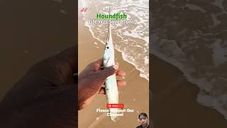 Houndfish Life Was Saved Today shorts fish fishing beach [upl. by Akisej]