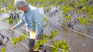 Living on the Edge Mangroves [upl. by Ailito]