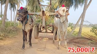 కోడెలతో పాటు ఎద్దుల బండి కూడా అమ్మకానికి  Bulls ampBullock cart for sale  Oxen prices ‎purnafarms [upl. by Tamar]