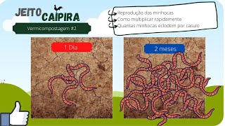 Reprodução de minhocas californianas como multiplicar mais rápidovermicompostagem 2 [upl. by Josy]