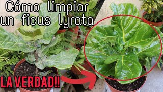 FICUS LYRATA Pandurata🌱🌿 Cuidados tips y limpieza La verdad que nadien te dice [upl. by Ellerahs]