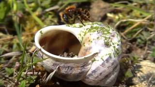 Osmia aurulenta Goldenfringed Masonbee 12 May 2015 near Lyme Regis Devon [upl. by Rramaj608]