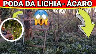 ✔️COMO ACABAR COM O ÁCARO DA LICHIA TRATAMENTO CORRETO [upl. by Eseilanna95]