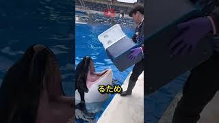 氷を食べるシャチの解説 shorts orca [upl. by Jahdiel871]