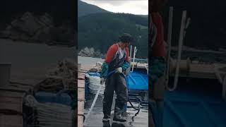 Abalone farming [upl. by Shere]