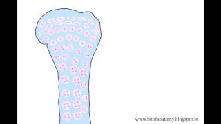 Endochondral ossification cartilaginous ossification [upl. by Derwood55]