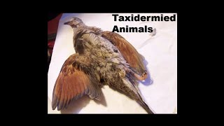 Dreams 20240625 Taxidermied Animals [upl. by Assiron]