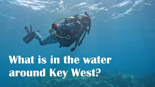 Scuba Diving Key West Florida 🤿 [upl. by Zindman]