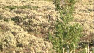 Episode 2 Wyoming Mule Deer Hunt  Triple MAG [upl. by Ellivro229]