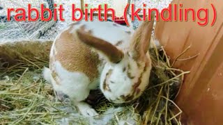 rabbit birthing doe kindling [upl. by Myer]