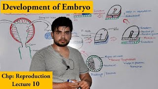 Gastrulation  Development of Human Embryo [upl. by Eixor568]