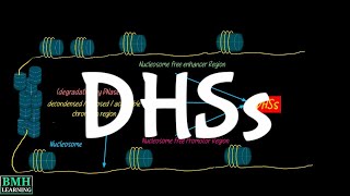 DNase 1 Hypersensitive Sites  DHSs  DNase Seq [upl. by Sitnik]